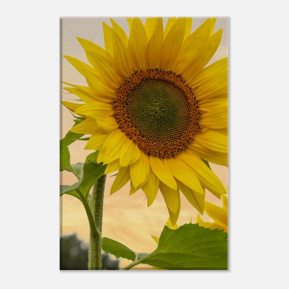 
                  
                    Sunflower Canvas
                  
                