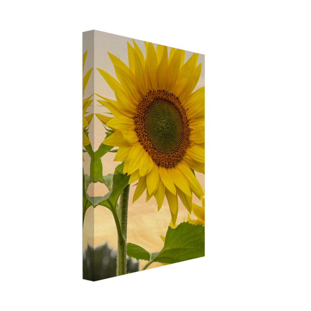 Sunflower Canvas