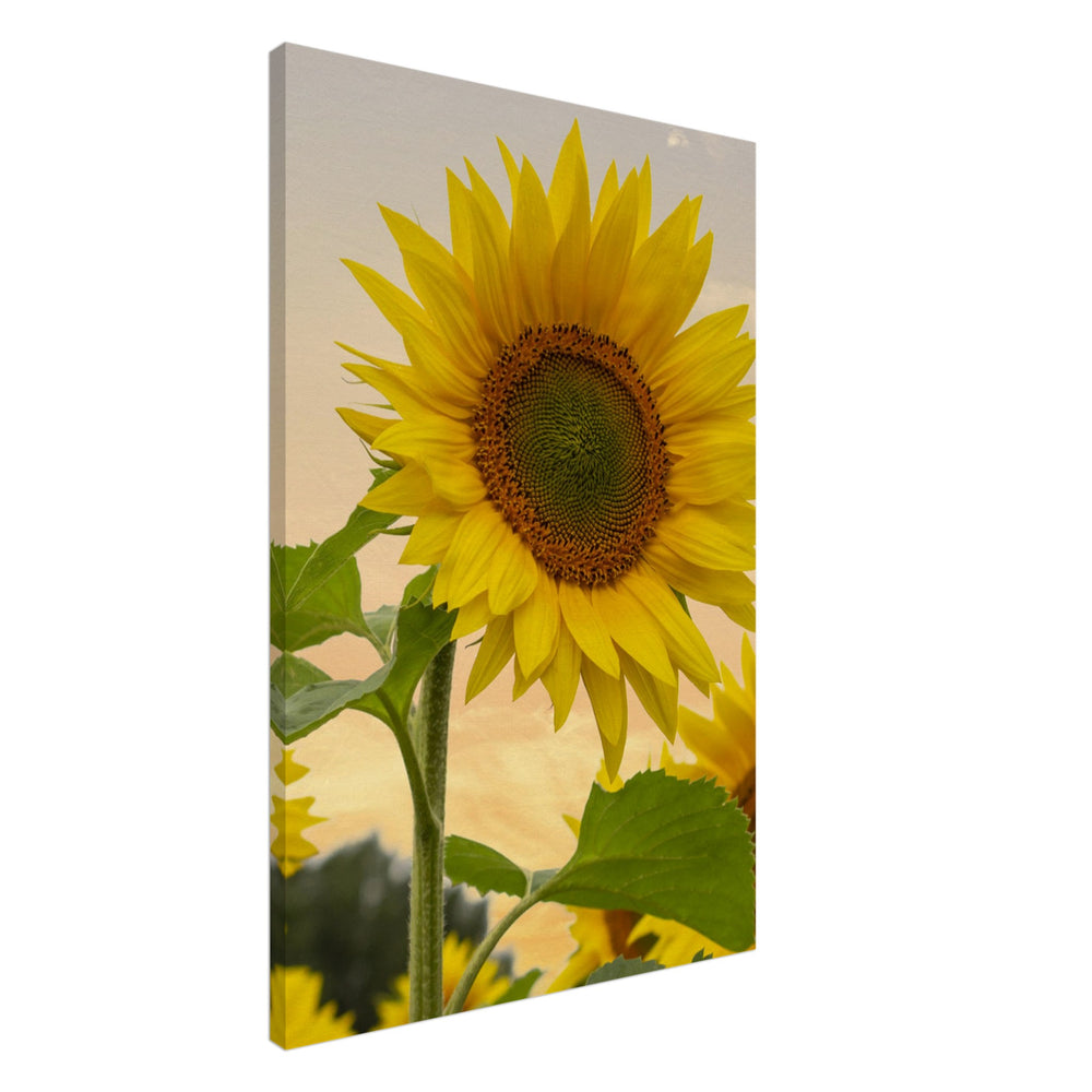 
                  
                    Sunflower Canvas
                  
                