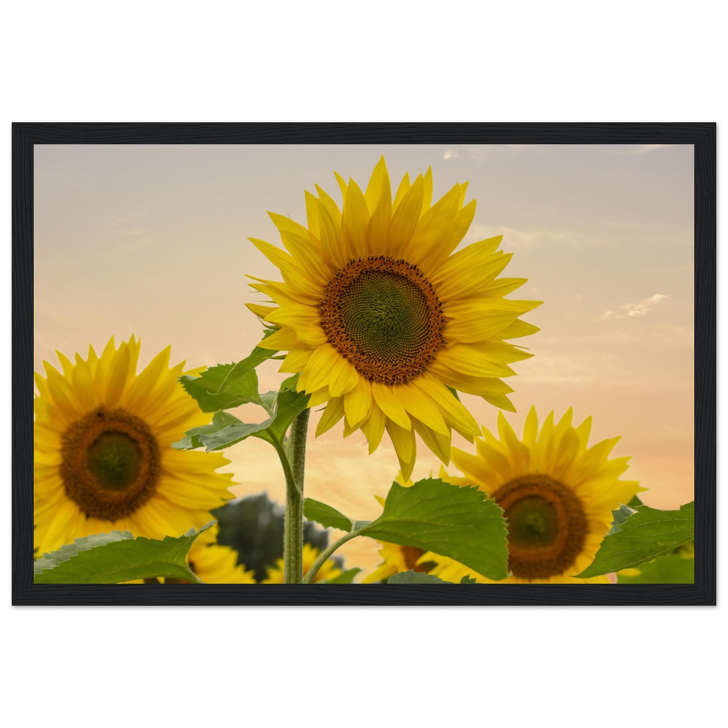 
                  
                    Premium Matte Paper Wooden Framed Poster
                  
                