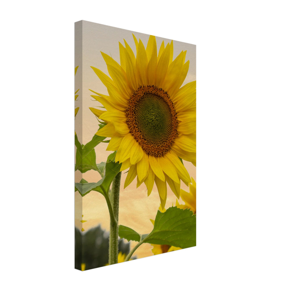 
                  
                    Sunflower Canvas
                  
                