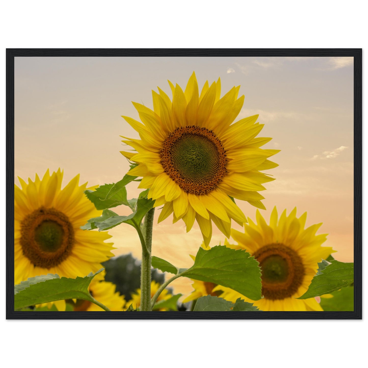 
                  
                    Premium Matte Paper Wooden Framed Poster
                  
                