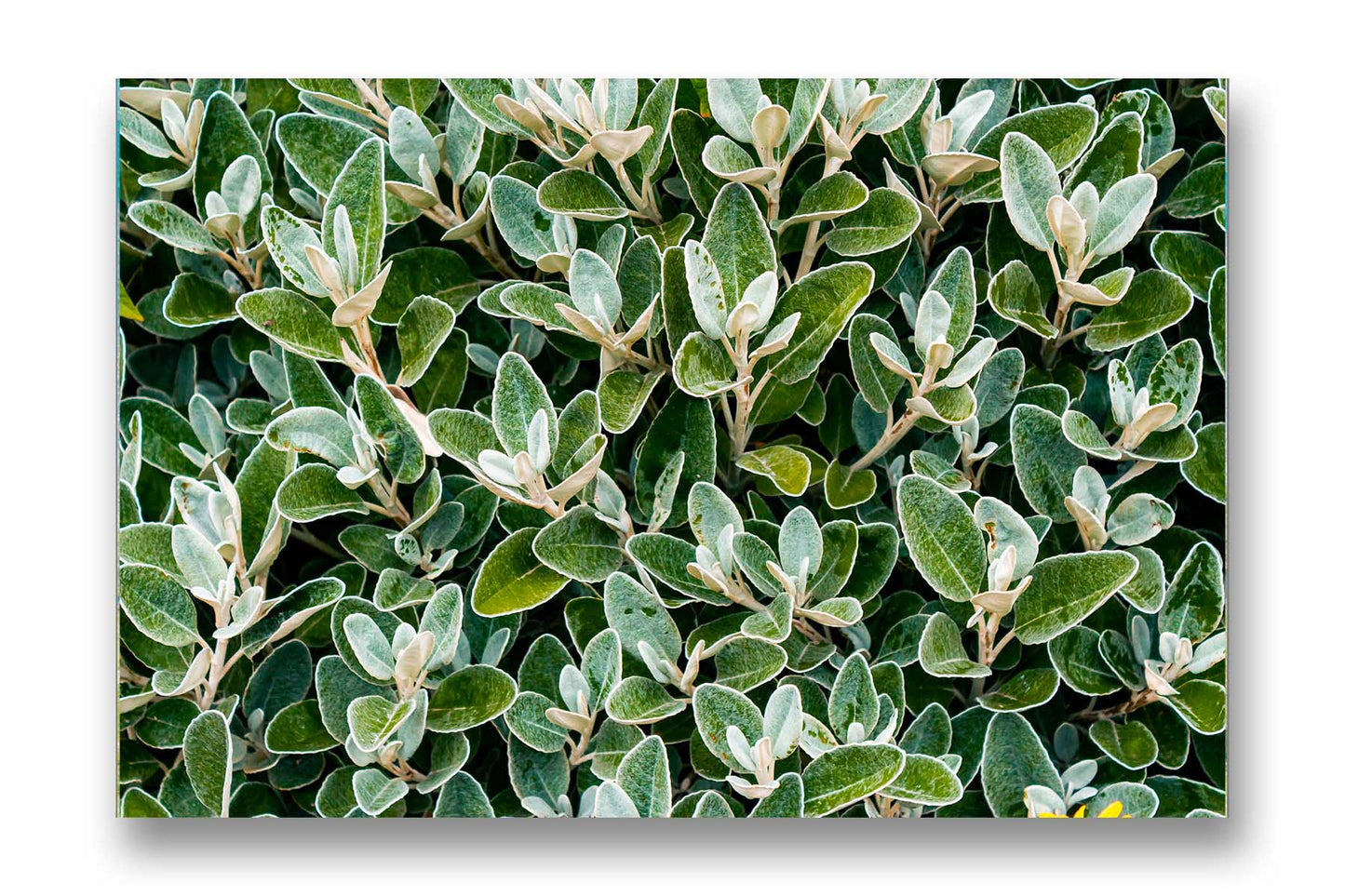 
                  
                    Canvas Art Green Leaves
                  
                