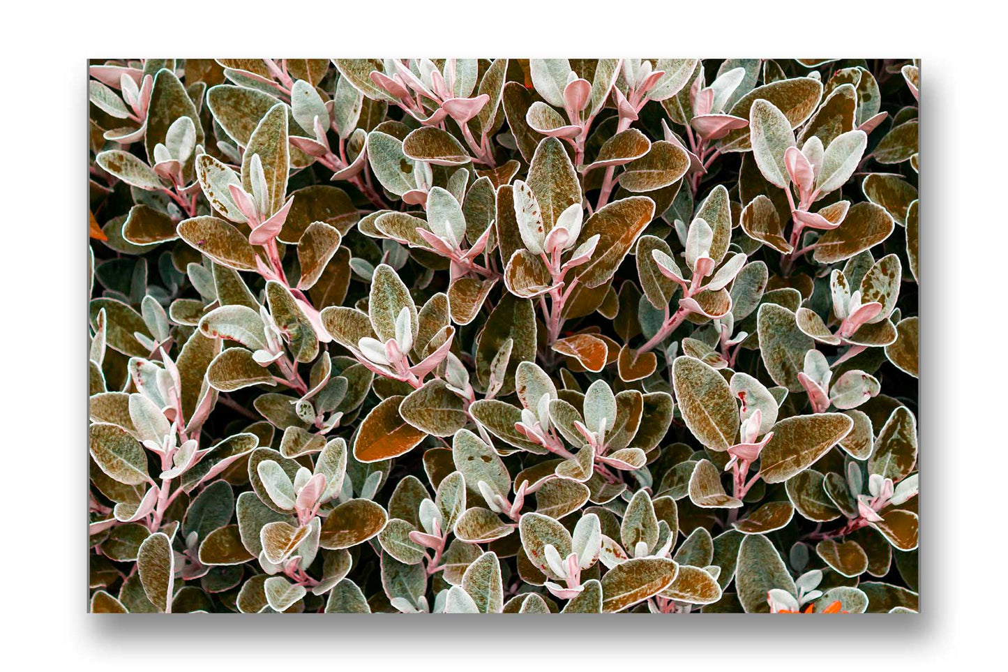 
                  
                    Canvas Art Brown leaves
                  
                