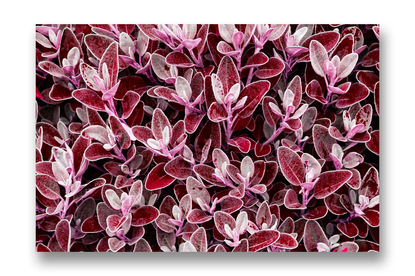 
                  
                    Purple leaves canvas art
                  
                