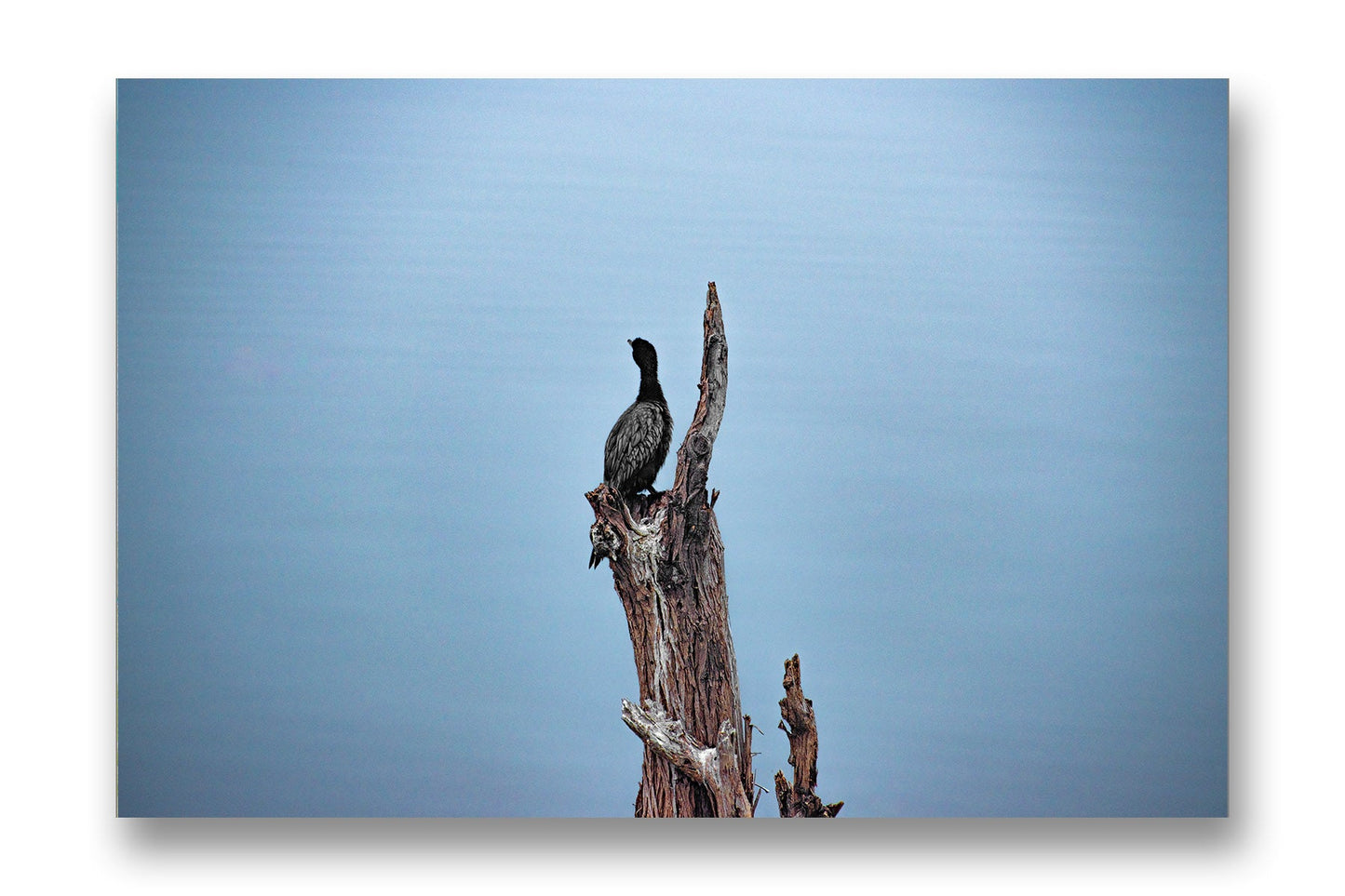 
                  
                    Lake Bird
                  
                