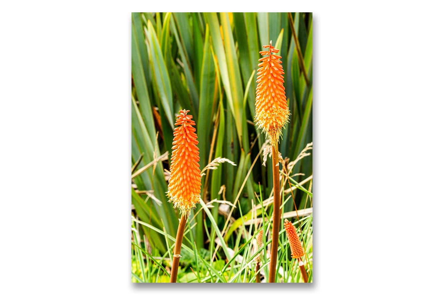 
                  
                    Red Hot Poker
                  
                