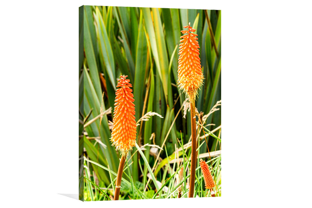 Red Hot Poker