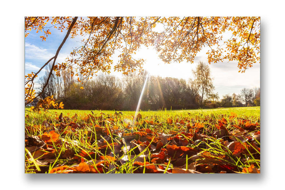 
                  
                    Golden Leaves
                  
                