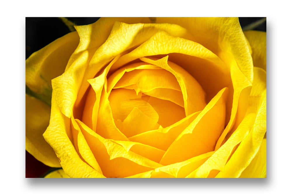 
                  
                    Rose Yellow
                  
                