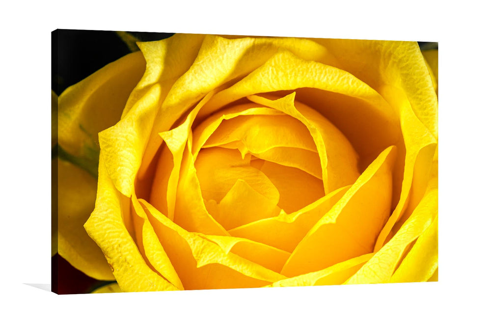 Rose Yellow