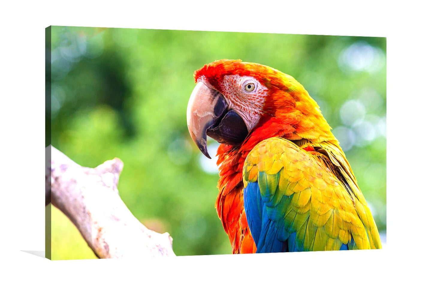 
                  
                    Exotic Scarlet Macaw
                  
                