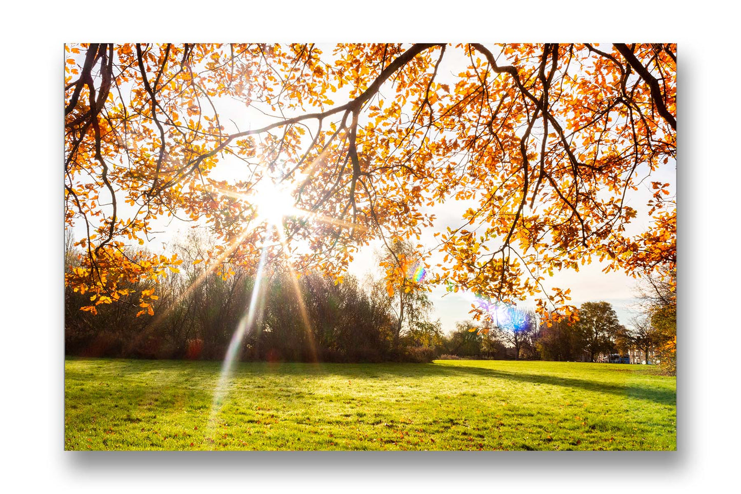 
                  
                    Autumn Morning
                  
                