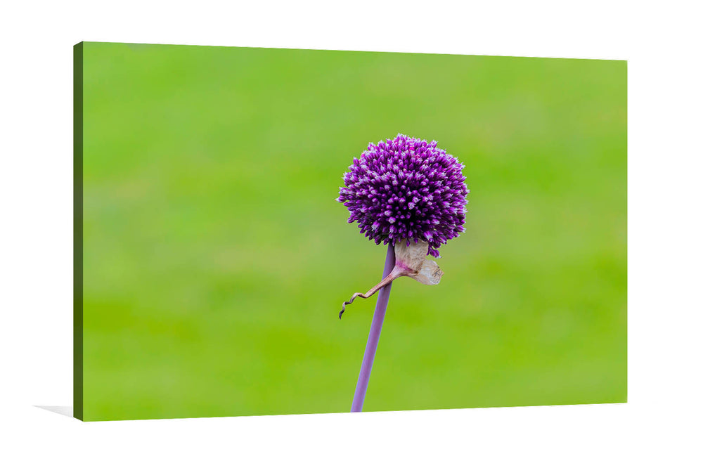 Purple Allium Flower