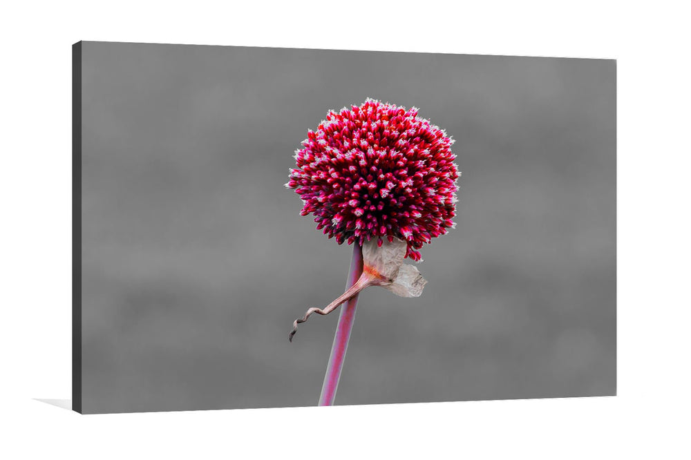 Allium Art