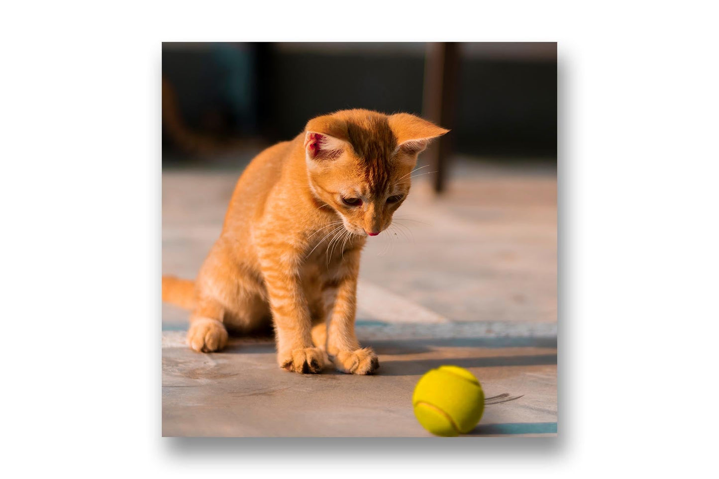 
                  
                    Curious Kitten wall art
                  
                