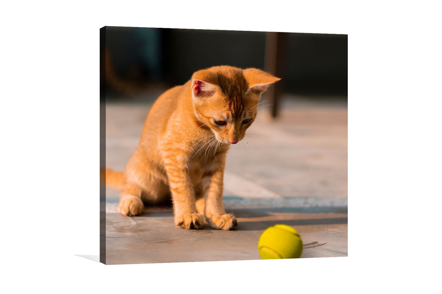 Curious Kitten wall canvas