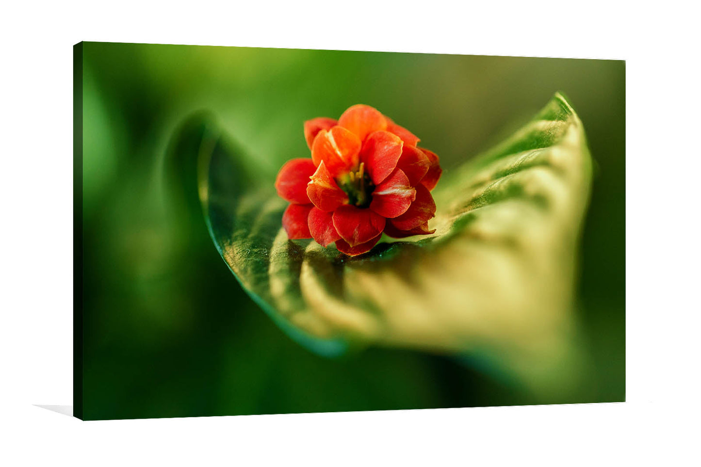 
                  
                    Flower on Leaf
                  
                