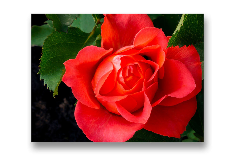 
                  
                    Wall art rose image canvas
                  
                