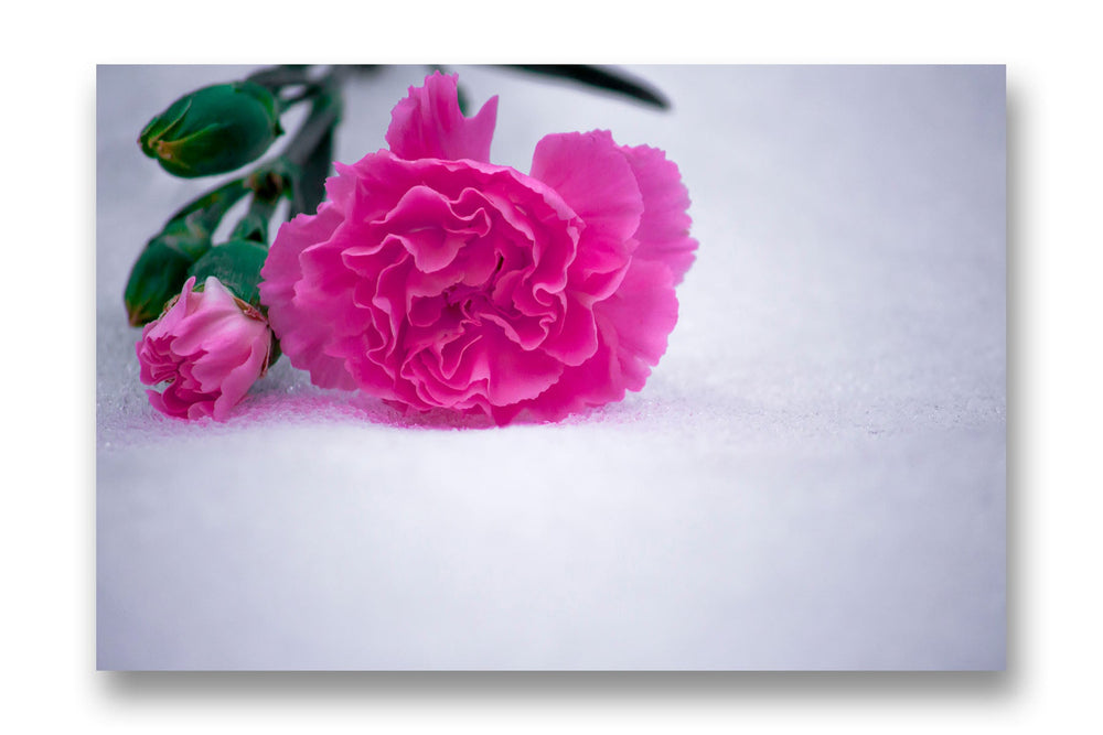 
                  
                    Pink on snow
                  
                