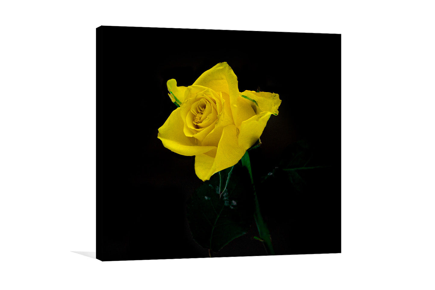 Yellow rose wall art