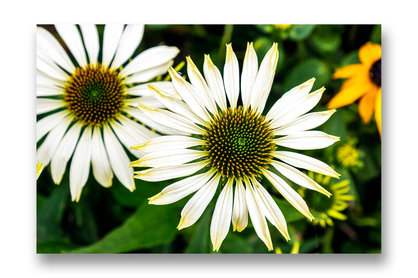 
                  
                    Coneflower Canvas Wall art
                  
                