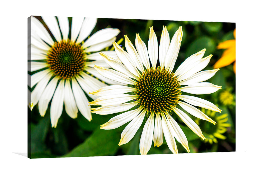 Coneflower Canvas