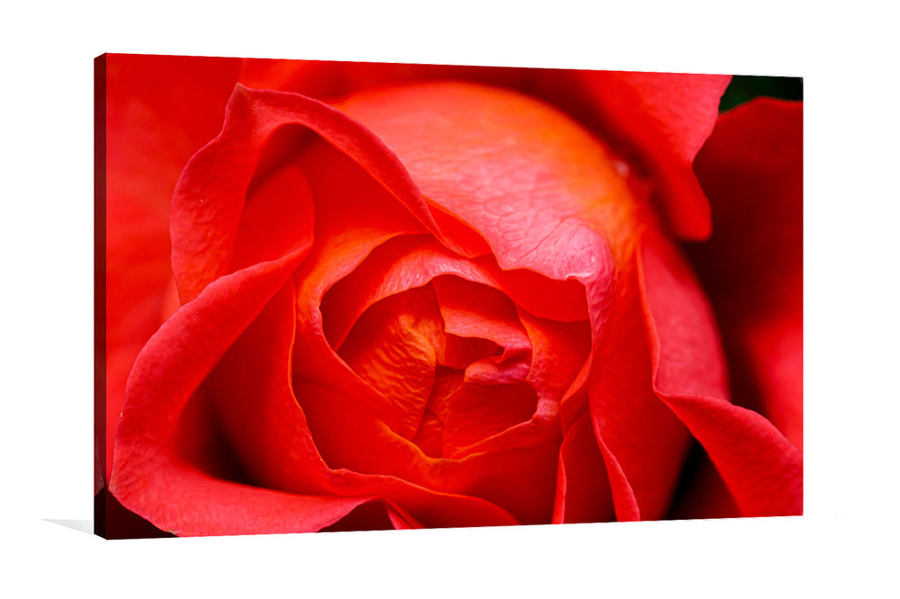 Rose petals canvas print