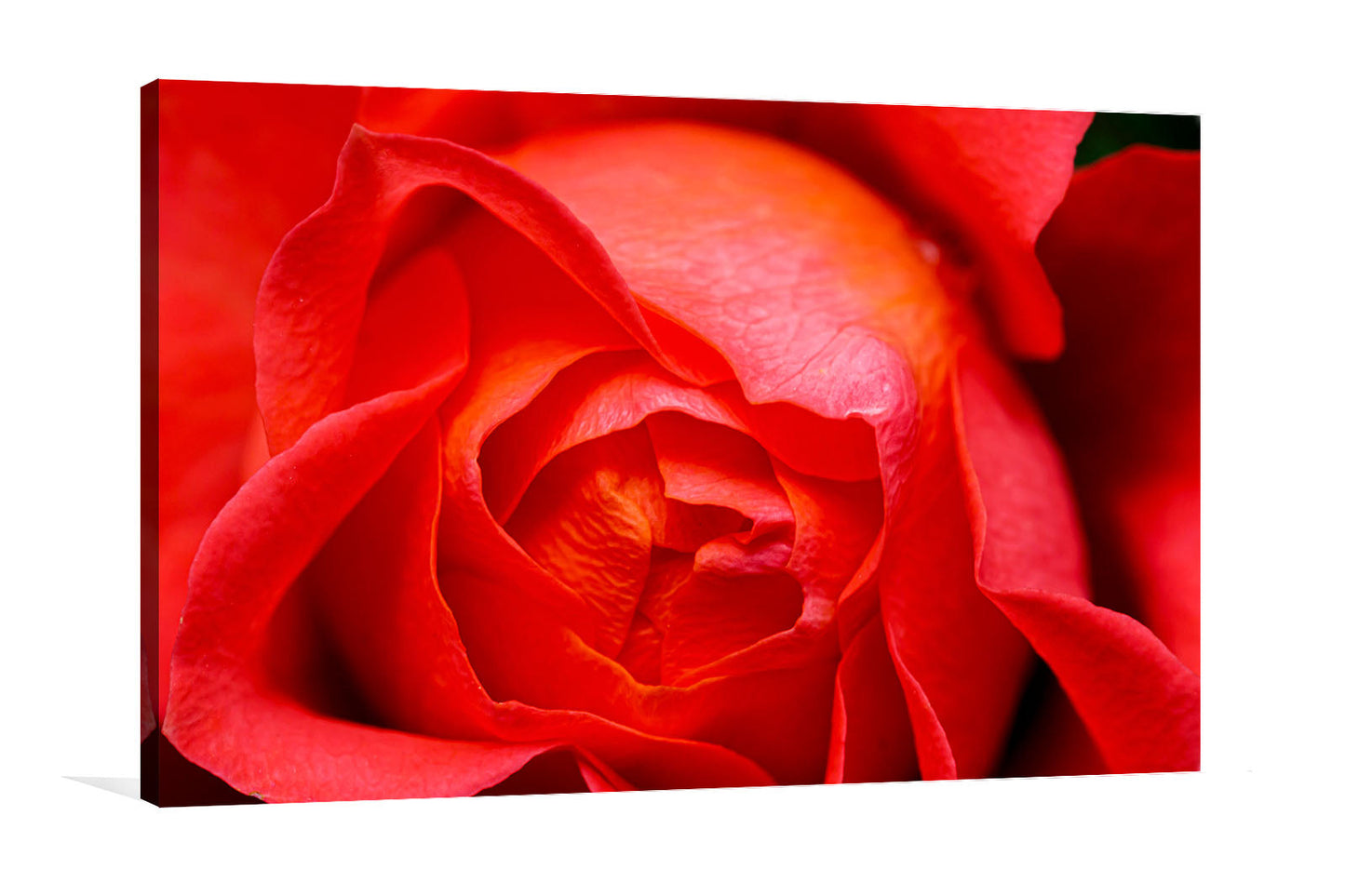 Rose petals canvas print