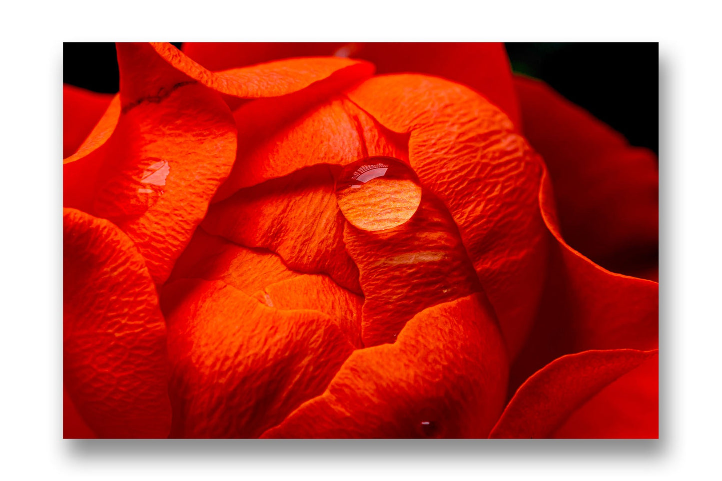 
                  
                    Water drop on rose canvas art
                  
                