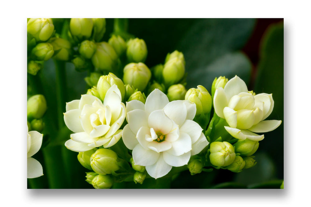 
                  
                    Jasmine flower Canvas Art
                  
                