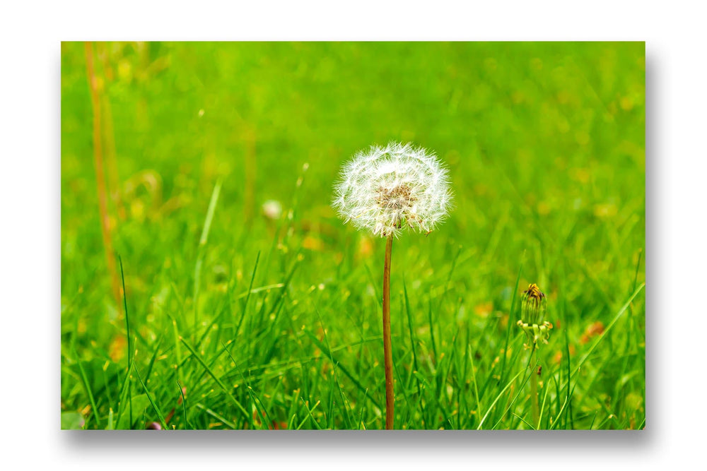 
                  
                    Dandelion print canvas
                  
                