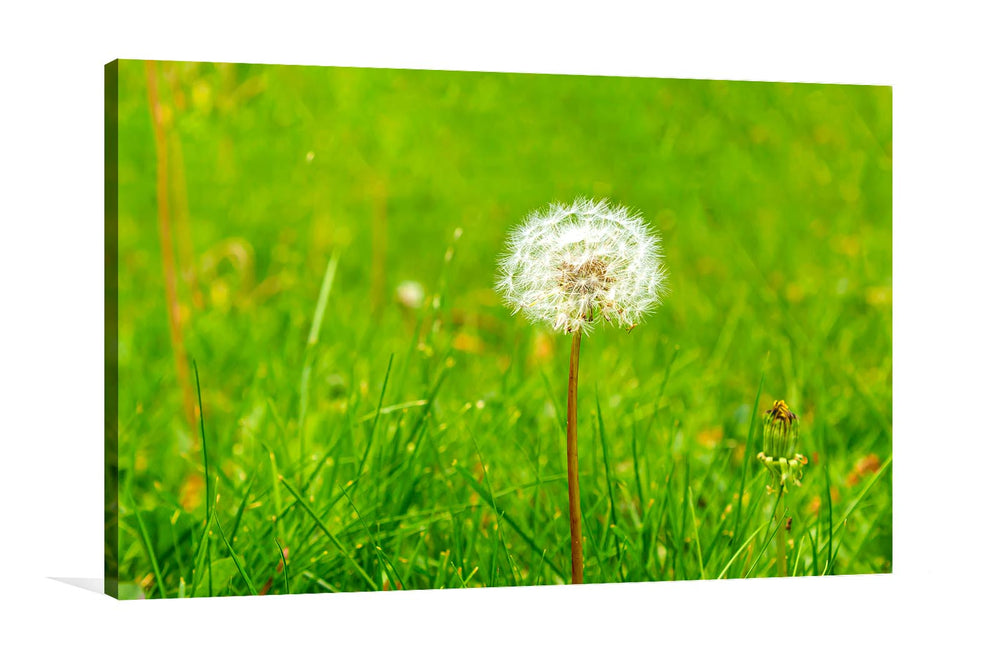 Dandelion wall print canvas