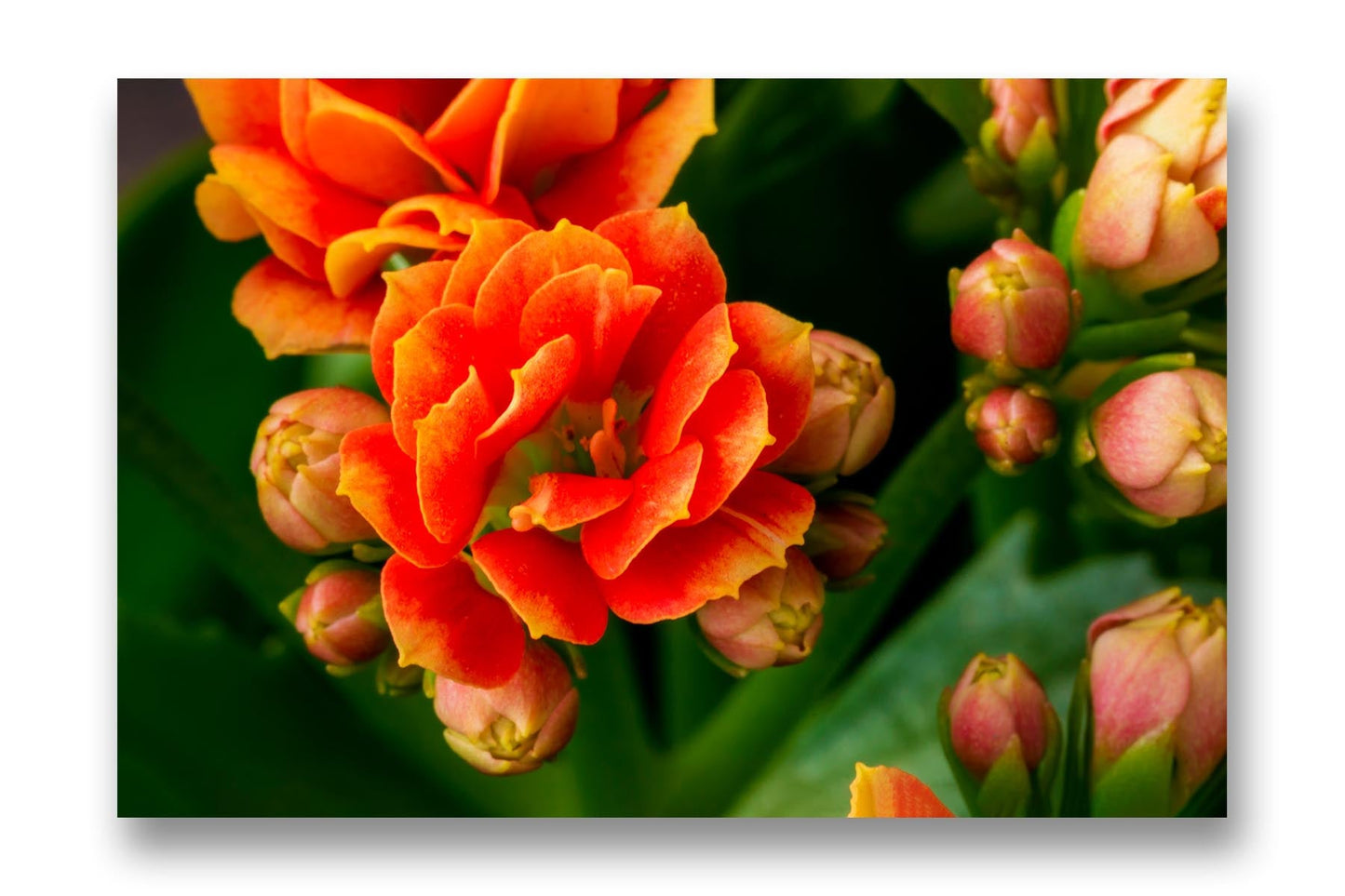 
                  
                    Orange flower Canvas Art
                  
                