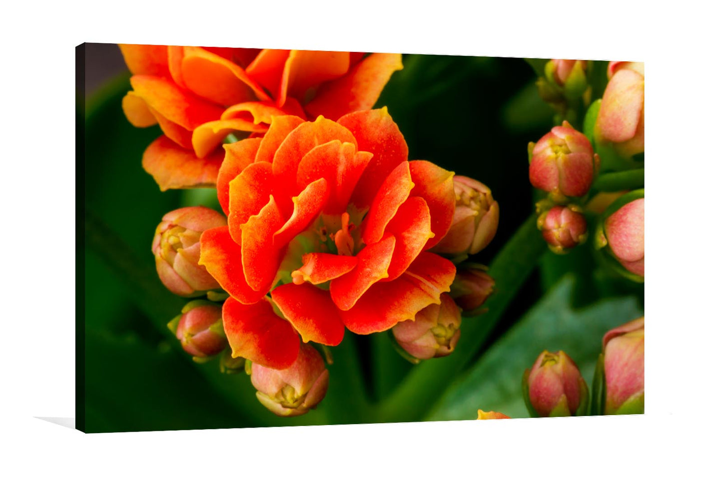 Orange flower Wall Art