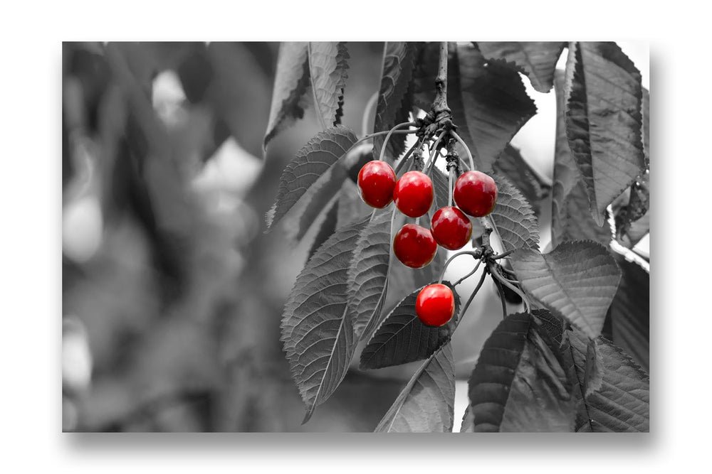 
                  
                    Red Berries
                  
                