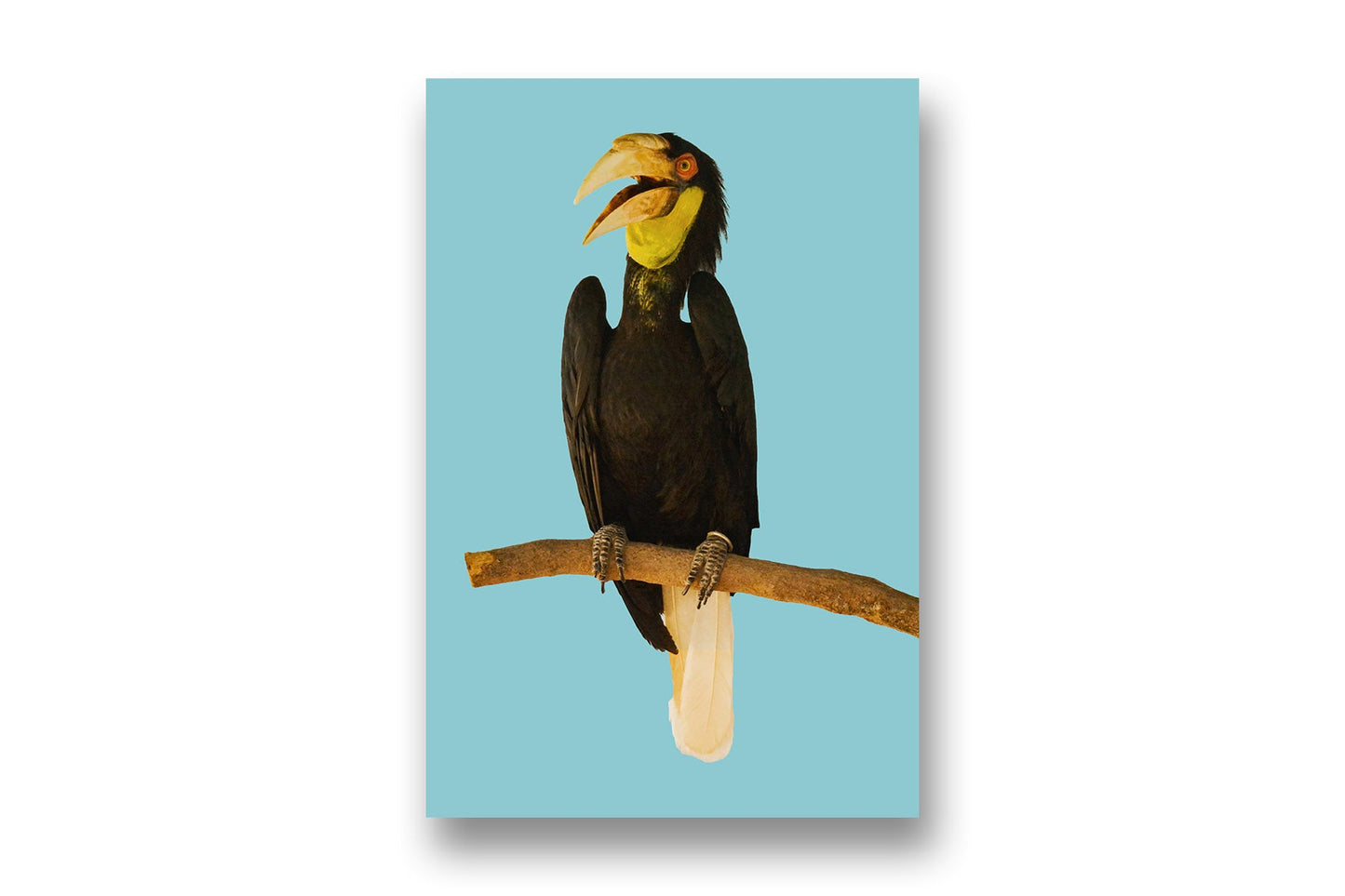 
                  
                    Great Hornbill
                  
                