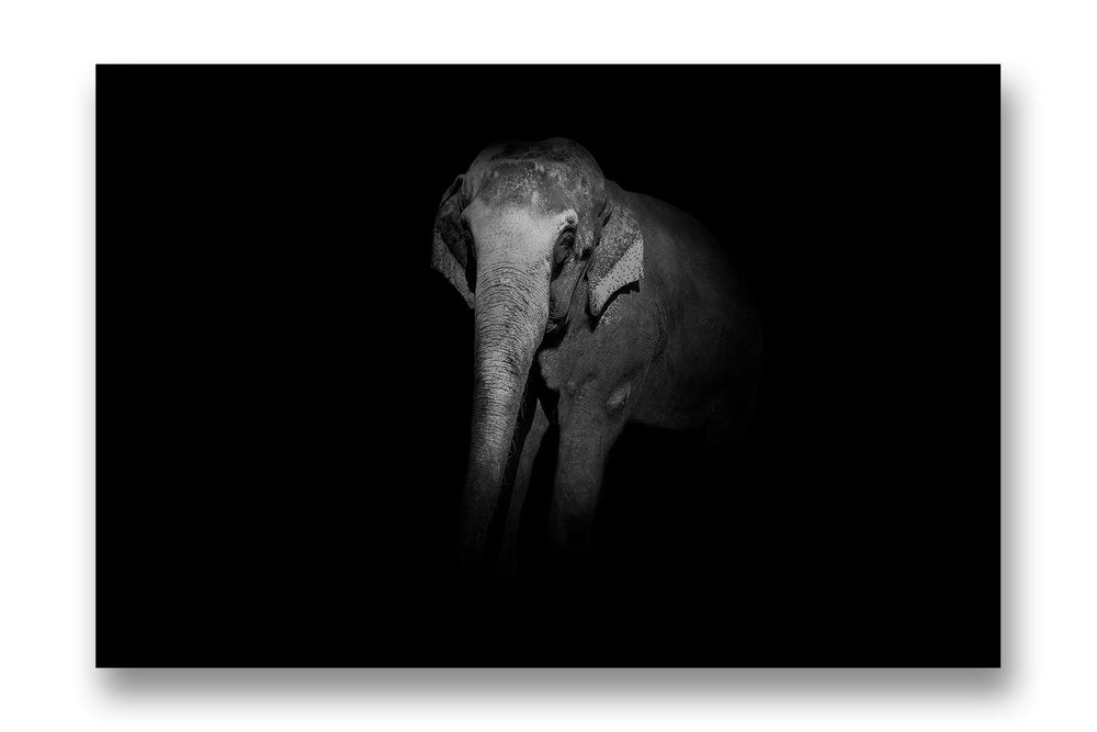 
                  
                    B&W Elephant
                  
                