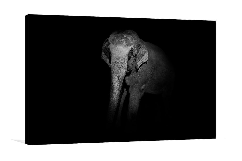 B&W Elephant