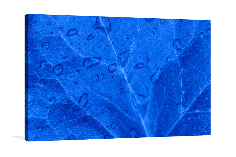 Blue Leaf