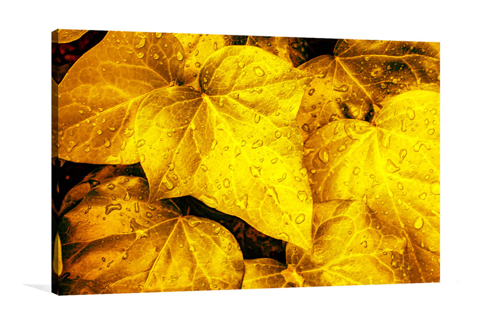 Yellow Leaves